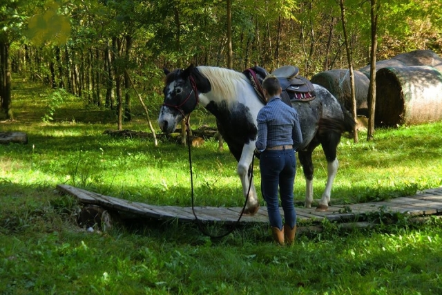  caballos 